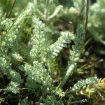 Achillea nana leaf picture by Pascal Ollagnier (cc-by-sa)