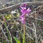 Orchis olbiensis habit picture by Léa Wegwitz (cc-by-sa)