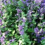 Nepeta latifolia habit picture by Alain Bigou (cc-by-sa)