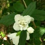 Philadelphus coronarius flower picture by Florent Portalez (cc-by-sa)