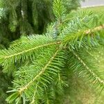 Abies nordmanniana leaf picture by Tomáš Kydlíček (cc-by-sa)