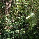 Dombeya punctata habit picture by E. Mouysset (cc-by-sa)