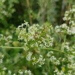 Galium mollugo flower picture by Michael Zimmer (cc-by-sa)