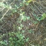 Chenopodium vulvaria habit picture by bas yves (cc-by-sa)