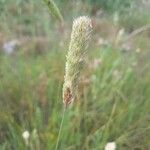 Phalaris coerulescens fruit picture by Monteiro Henrique (cc-by-sa)