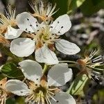 Pyrus bourgaeana flower picture by Prieta Javier (cc-by-sa)