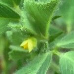 Medicago rigidula flower picture by bas yves (cc-by-sa)