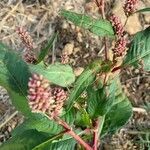 Persicaria maculosa fruit picture by Osman Maros (cc-by-sa)