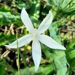 Hippobroma longiflora flower picture by Trap Hers (cc-by-sa)