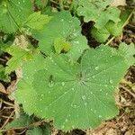 Alchemilla mollis leaf picture by Johan (cc-by-sa)