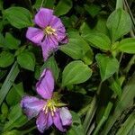 Heterotis rotundifolia habit picture by Nelson Zamora Villalobos (cc-by-nc)