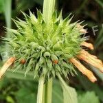 Leonotis nepetifolia flower picture by Gómez Ely (cc-by-sa)