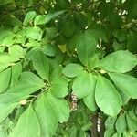 Magnolia acuminata leaf picture by Nancy Schiano (cc-by-sa)