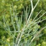 Seseli longifolium habit picture by Yoan MARTIN (cc-by-sa)