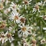 Symphyotrichum ericoides flower picture by ben vc (cc-by-sa)