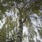 Betula pendula habit picture by Pierre-Yves Raba (cc-by-sa)