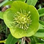 Helleborus odorus flower picture by Jani Zadrgal (cc-by-sa)