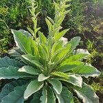 Verbascum sinaiticum habit picture by susan brown (cc-by-sa)