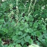 Tellima grandiflora habit picture by Rory O'Conor (cc-by-sa)