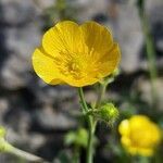 Ranunculus gouanii flower picture by Giode Tonpino (cc-by-sa)