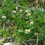 Carex sempervirens flower picture by Schuller Ton (cc-by-sa)