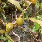 Bulbophyllum nutans fruit picture by Philippe (cc-by-sa)