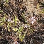 Cycnium volkensii habit picture by susan brown (cc-by-sa)