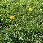 Trollius europaeus habit picture by YaPas Foto (cc-by-sa)