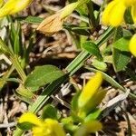 Genista januensis leaf picture by Jani Zadrgal (cc-by-sa)