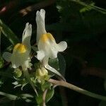 Linaria reflexa flower picture by Buscemi Giuseppe (cc-by-sa)