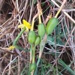 Narcissus assoanus fruit picture by Fejul Xeto (cc-by-sa)