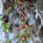 Saxifraga oppositifolia fruit picture by Yoan MARTIN (cc-by-sa)