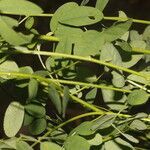 Indigofera trita leaf picture by Nelson Zamora Villalobos (cc-by-nc)