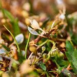 Alyssum loiseleurii habit picture by Aurélia et JChris Courte-Barbary (cc-by-sa)