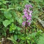 Orchis mascula flower picture by Dominik Zentgraf (cc-by-sa)