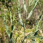 Baccharis articulata habit picture by Trap Hers (cc-by-sa)