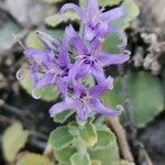 Campanula elatinoides flower picture by jack (cc-by-sa)