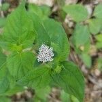 Lagascea mollis flower picture by Ceballos Dereck (cc-by-sa)