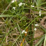 Galium pumilum habit picture by Groupe Botanique de Bruxelles (cc-by-sa)