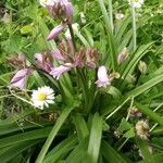 Hyacinthoides non-scripta habit picture by Ludovic Descolas (cc-by-sa)