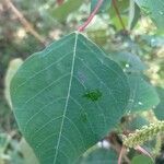 Homalanthus populifolius leaf picture by cassie ward (cc-by-sa)