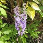 Wisteria sinensis flower picture by lehibou (cc-by-sa)