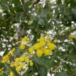 Acacia podalyriifolia flower picture by Mairead Young (cc-by-sa)