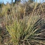 Heteropogon contortus leaf picture by Sabaté Sant Jordi (cc-by-sa)