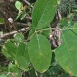 Lonicera utahensis leaf picture by Cameron Waibel (cc-by-sa)