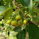 Malus hupehensis fruit picture by Clara Stevens (cc-by-sa)