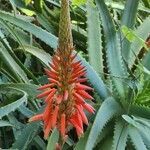 Aloe arborescens flower picture by Georges Gataca (cc-by-sa)