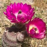 Echinocereus engelmannii flower picture by Tracie Hall (cc-by-sa)