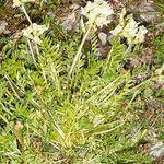 Oxytropis campestris habit picture by Martin Bishop (cc-by-sa)