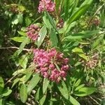 Kalmia angustifolia flower picture by Zachary Holderby (cc-by-sa)